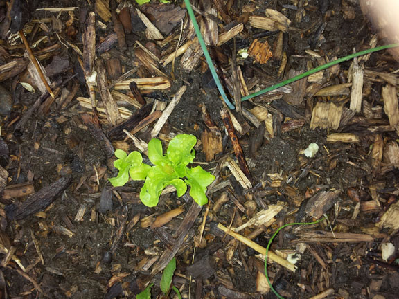 Tiny lettuce in the garden