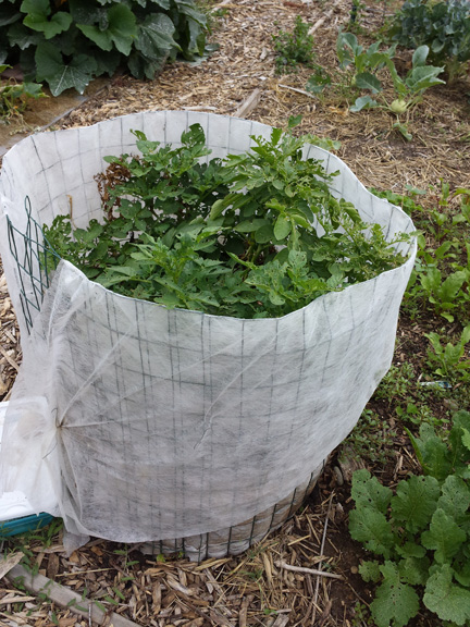 Potato "basket" made with wire fencing and lined with plain row cover cloth