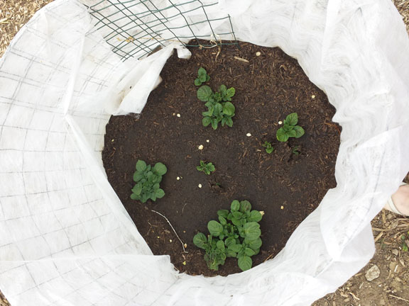 Five of the six seed potatoes have sprouted in the potato "basket."
