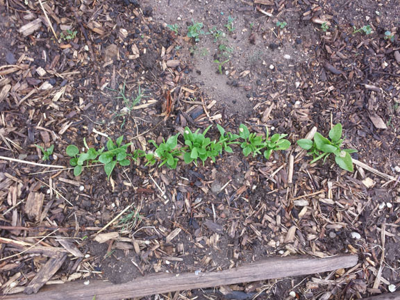 tiny spinach in the garden