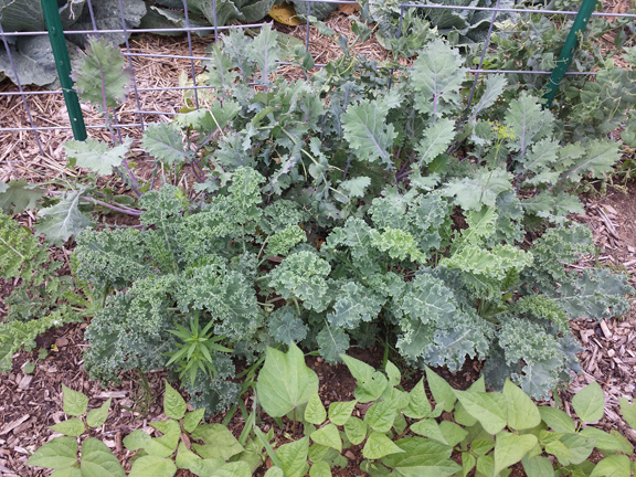 Two kinds of kale - blue/purple Russian, and curly