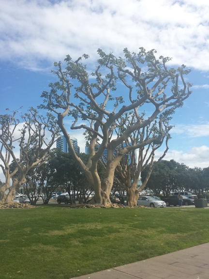Strangely shaped trees along the bay