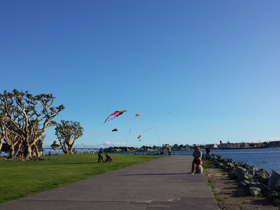 Kites being flown on the bay