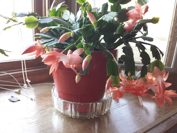 Blooming Christmas cactus - salmon color