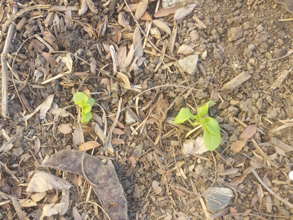 Lettuce coming up from last year's seed.