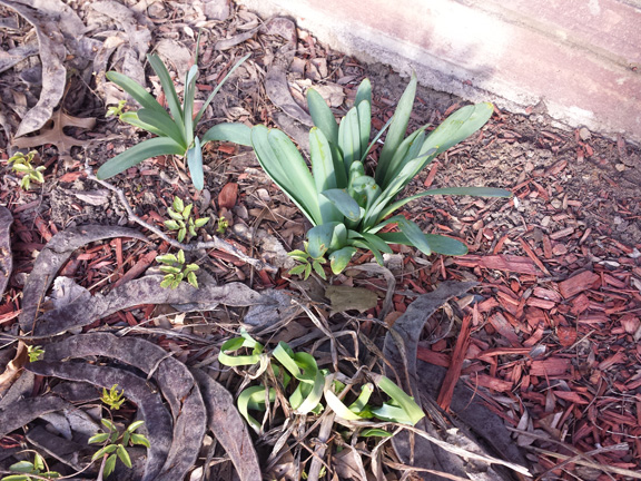 Snow On the Mountain, and irises, daffodils, and lilies all coming out of the ground.