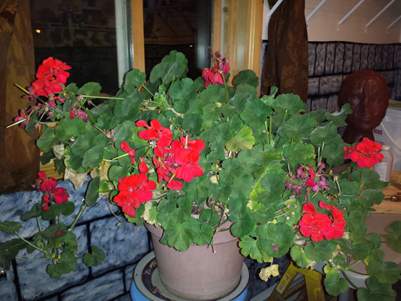 Red-blooming geraniums wintering in a sunny window in my house.