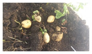 Potatoes fresh out of the ground