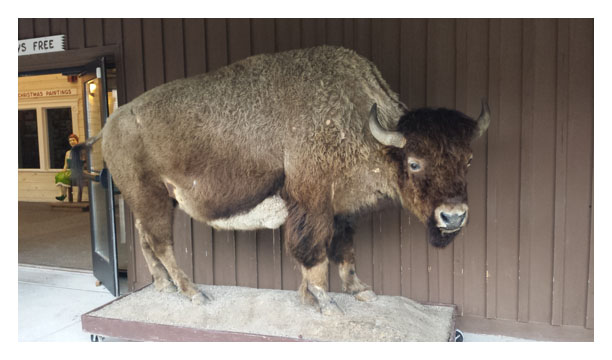 Stuffed buffalo at Wall Drug Store